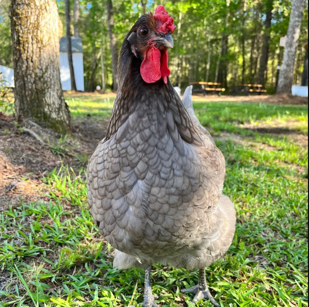 Sapphire Olive Egger standing tall 