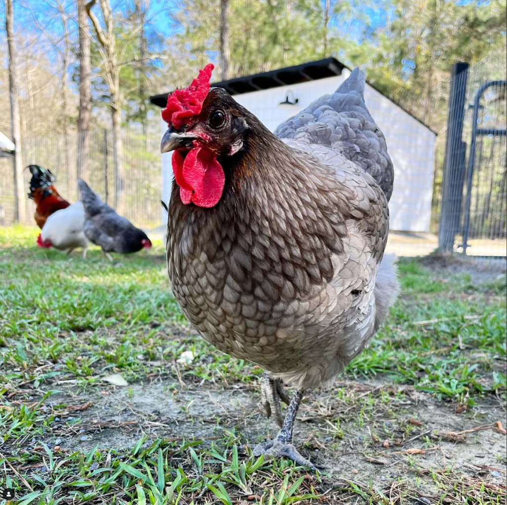 Sapphire Olive Egger standing