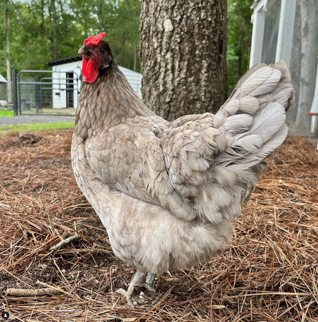 Sapphire Olive Egger walking