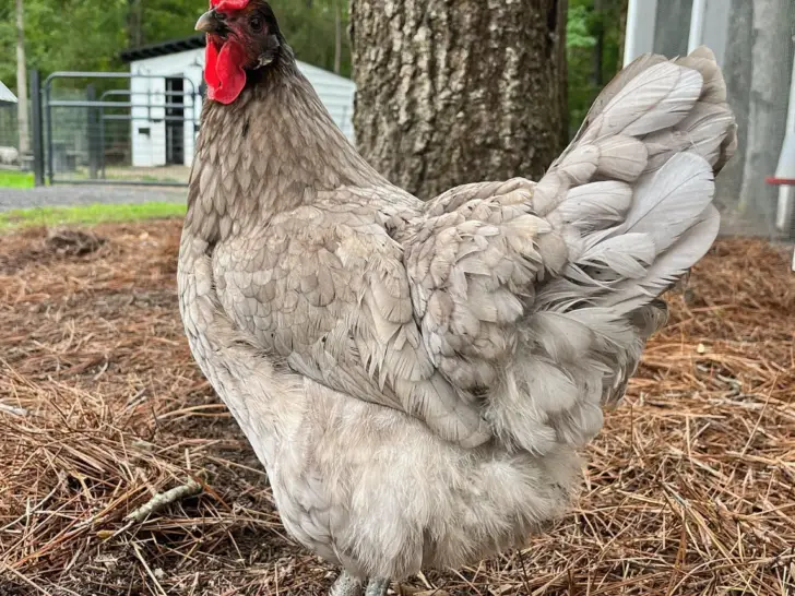 Sapphire Olive Egger: A Unique and Colorful Addition to Your Flock