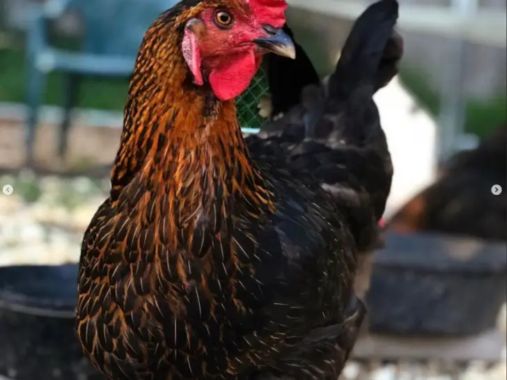 Black Sex Link Chickens: Characteristics and Care Tips