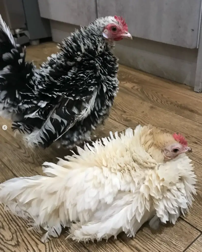 two frizzle chickens