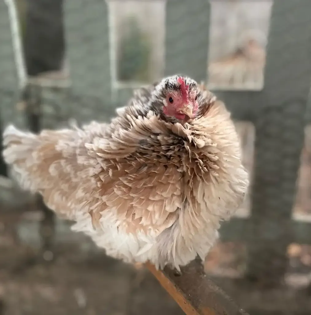 frizzle chicken perching