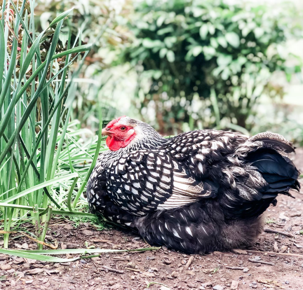 silver laced wyandotte laying down