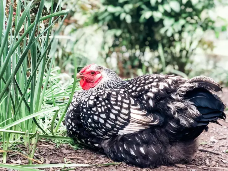 Silver Laced Wyandotte: The Ultimate Care Guide