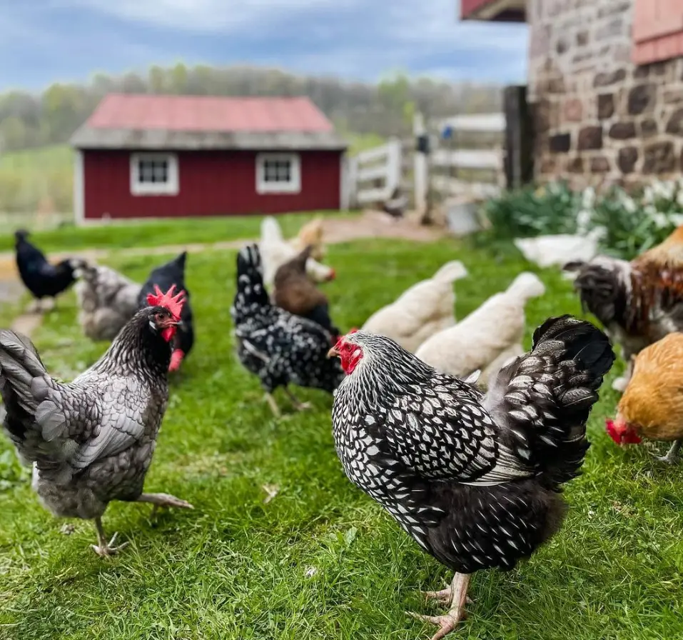 silver laced wyandottes in a field