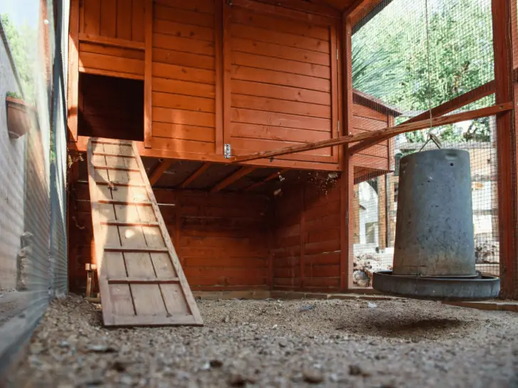 Chicken Coop Ramps: A Guide to Choosing and Building Safe and Sturdy Ramps for Your Flock