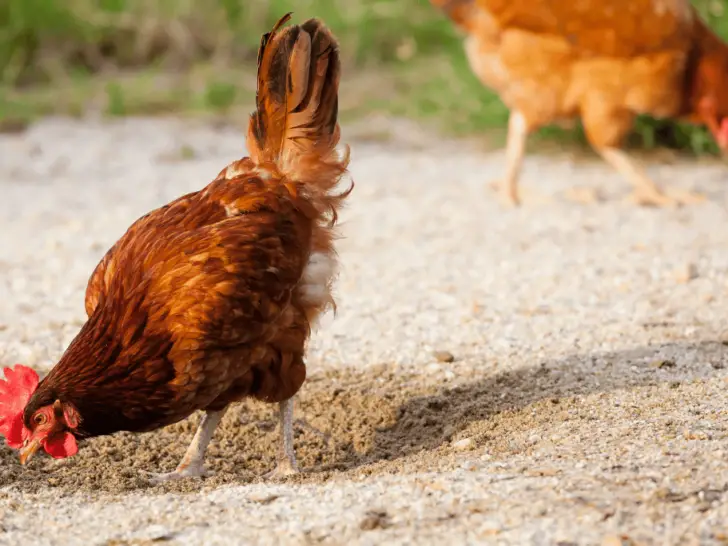 Sand for Chicken Coop: Benefits and How to Use It