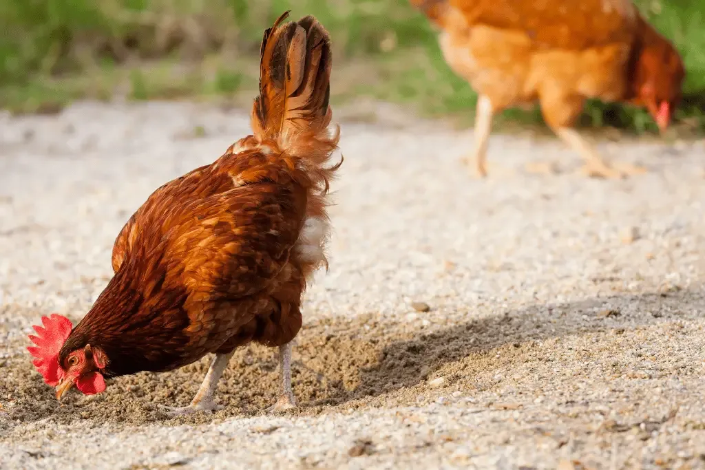 chicken in sand