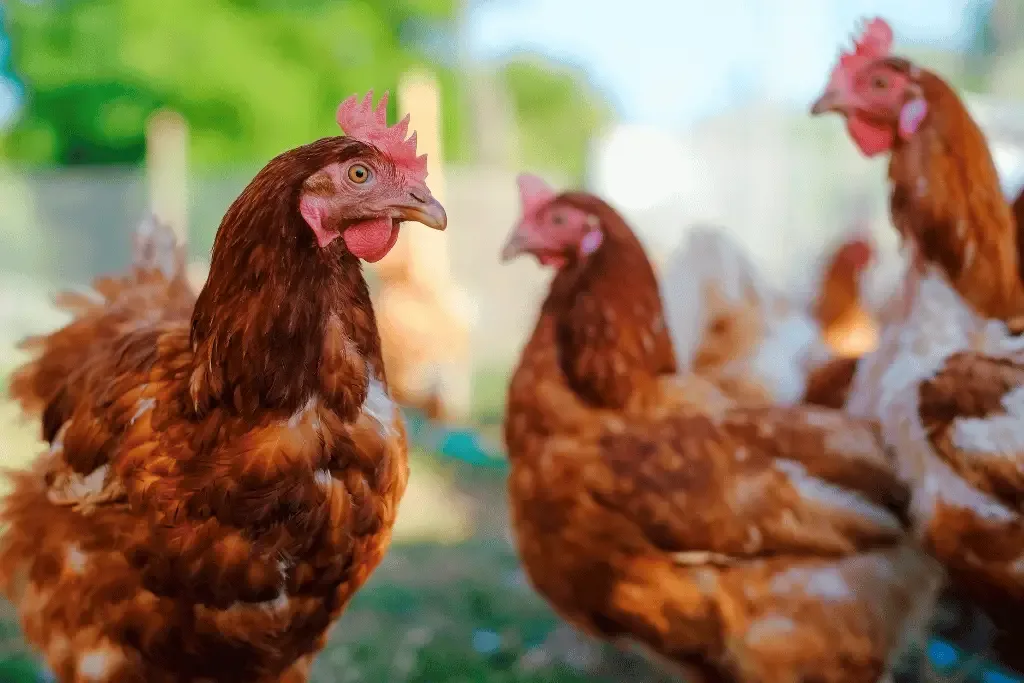 chickens standing