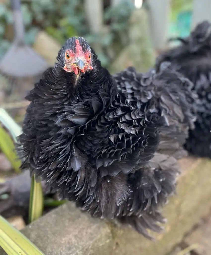 black frizzle chicken