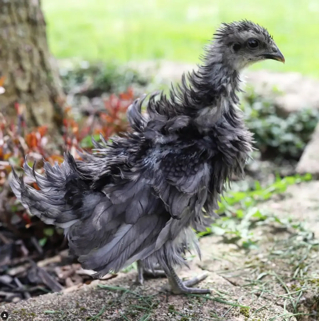 frizzle chick standing