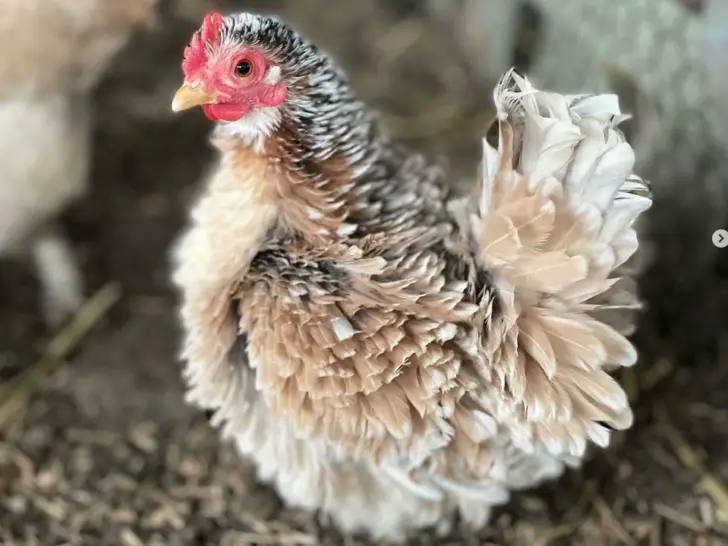 Frizzle Chickens: Characteristics, Breeds, and Care Tips