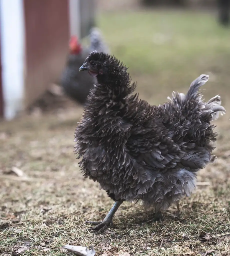 Frizzle chicken walking