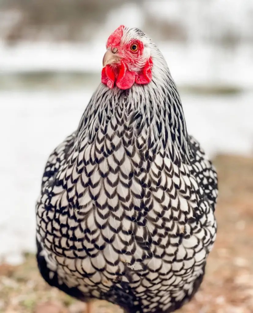 silver laced wyandotte chicken