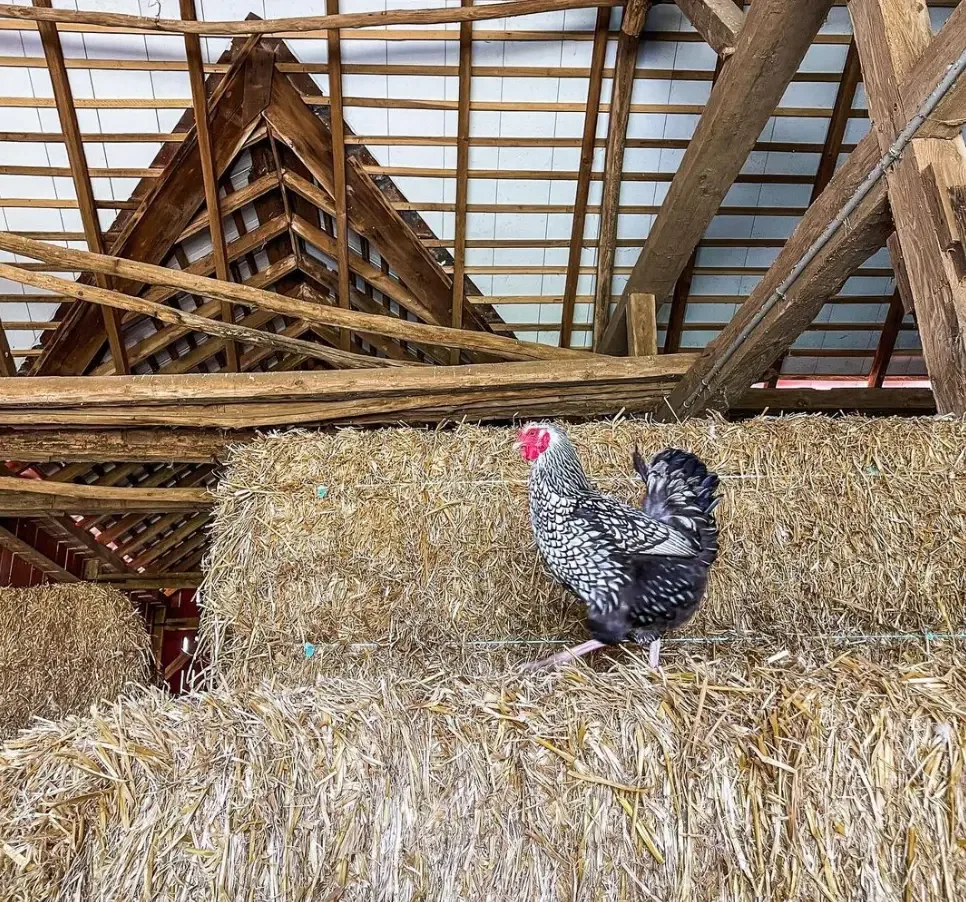 silver laced wyandotte walking