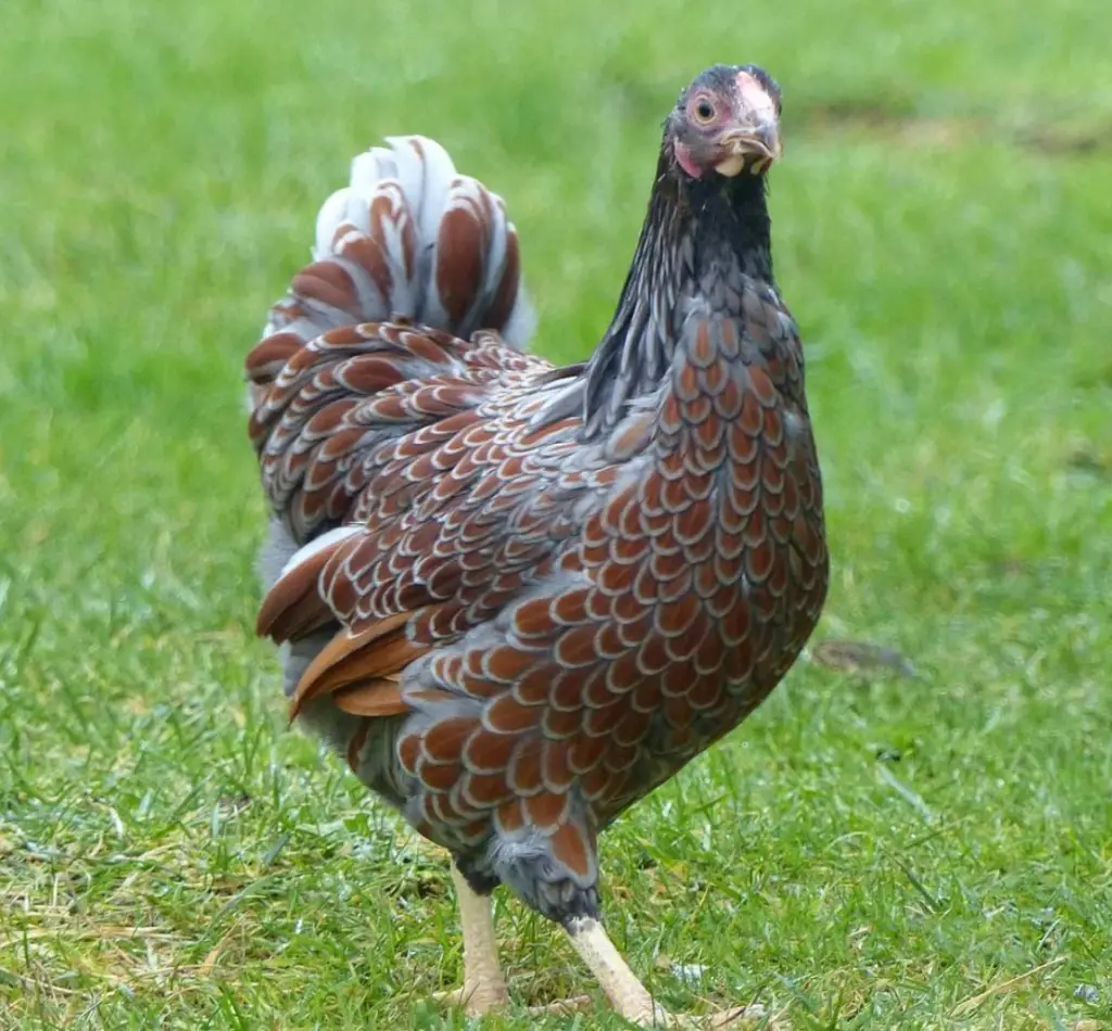 blue laced red wyandotte chicken in the yard
