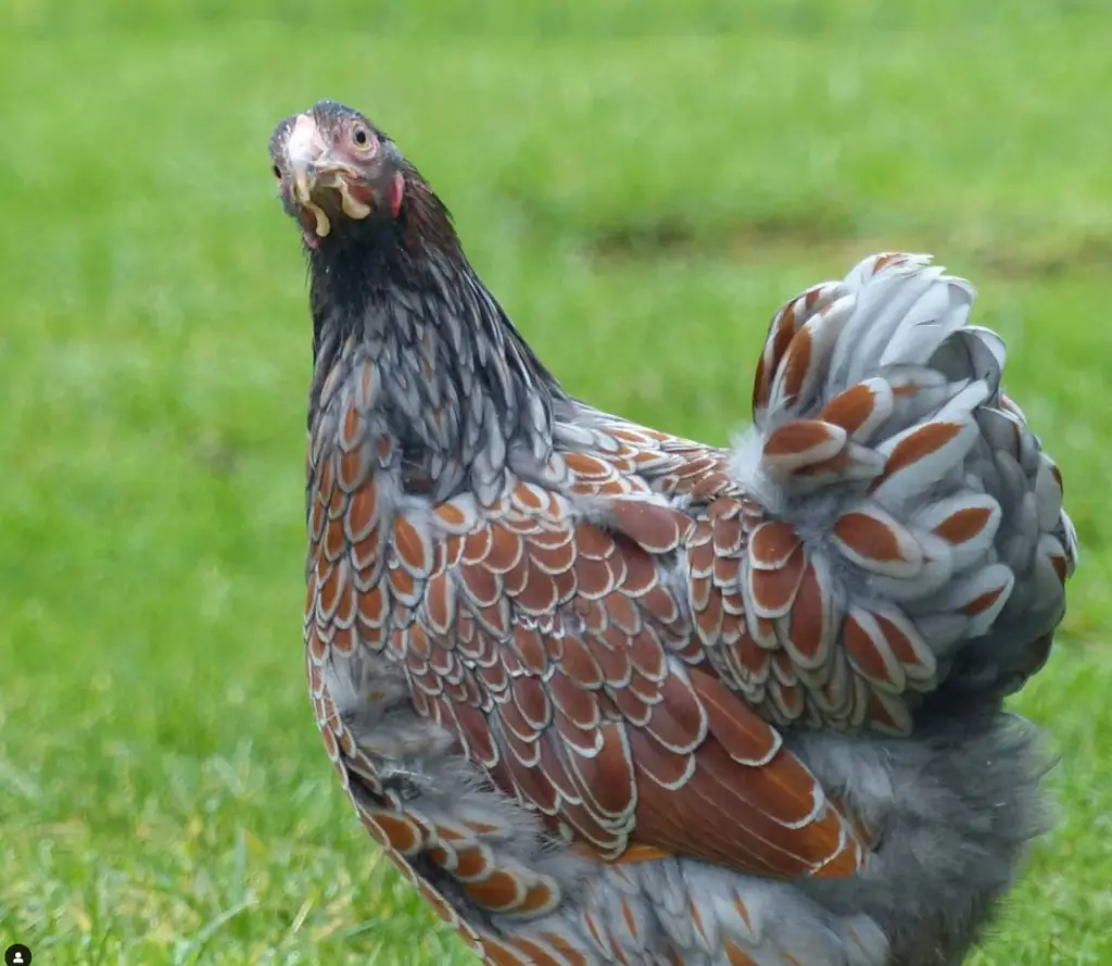 blue laced red wyandotte chicken