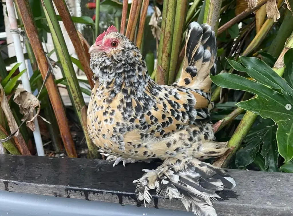 bantam chicken on a fence