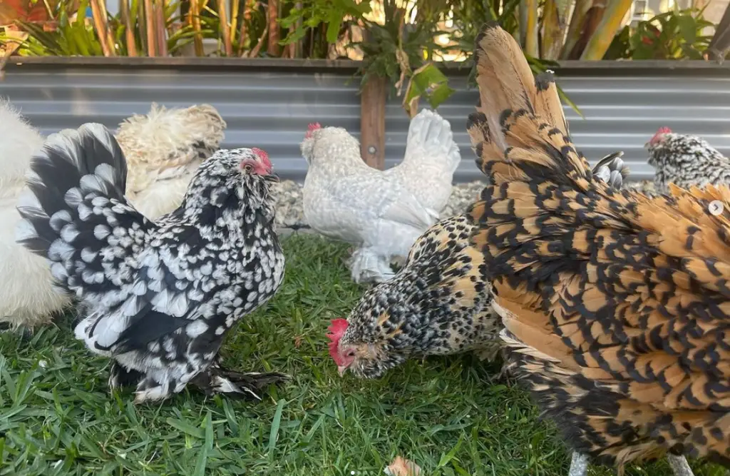 a flock of bantam chickens