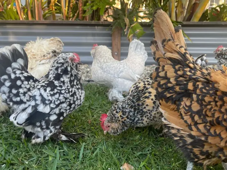 Bantam Chickens: Everything You Need to Know