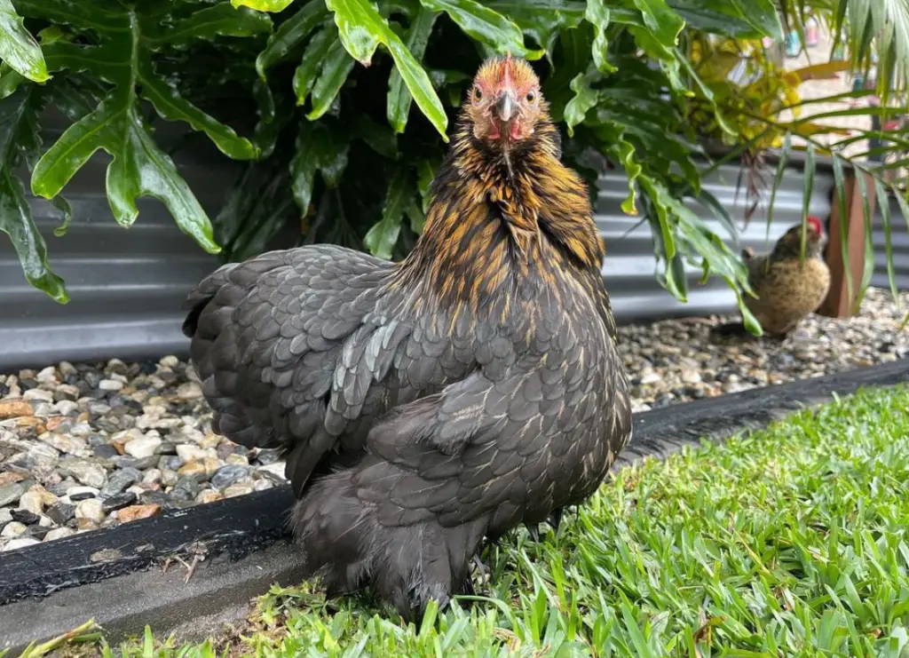 cochin bantam chicken