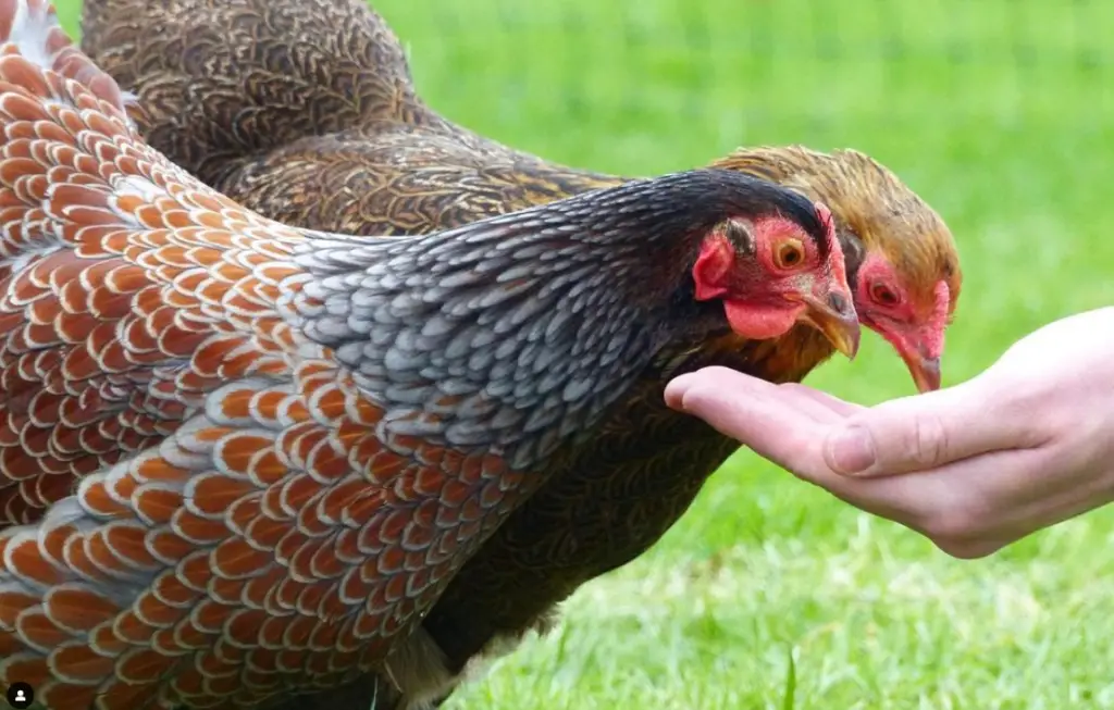 blue laced wyandotte and another chicken eating