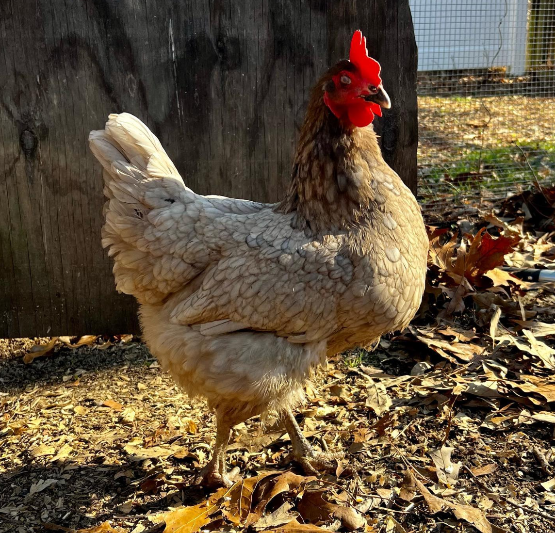 sapphire gem chicken