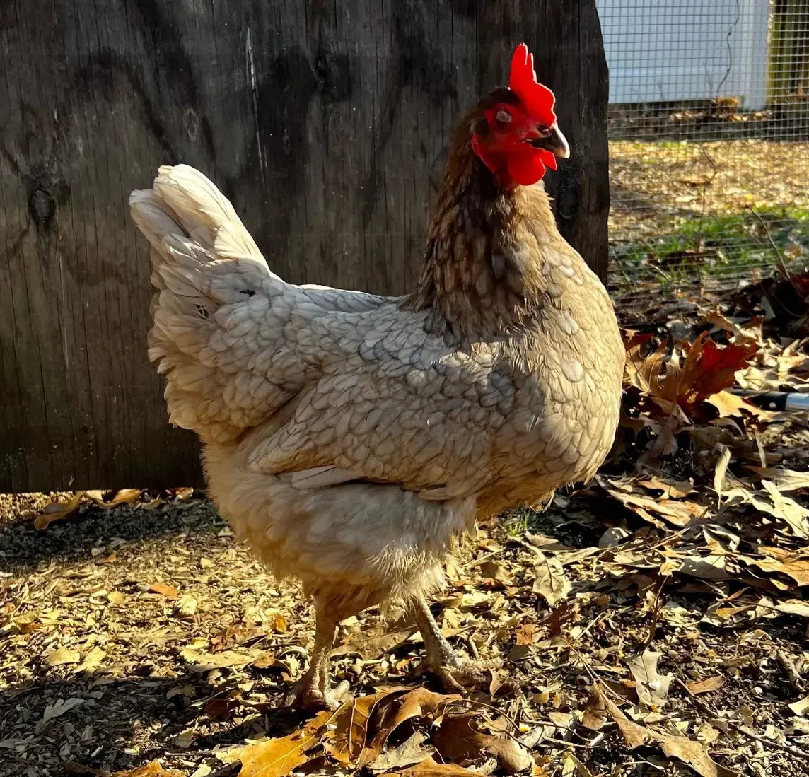 sapphire gem chicken