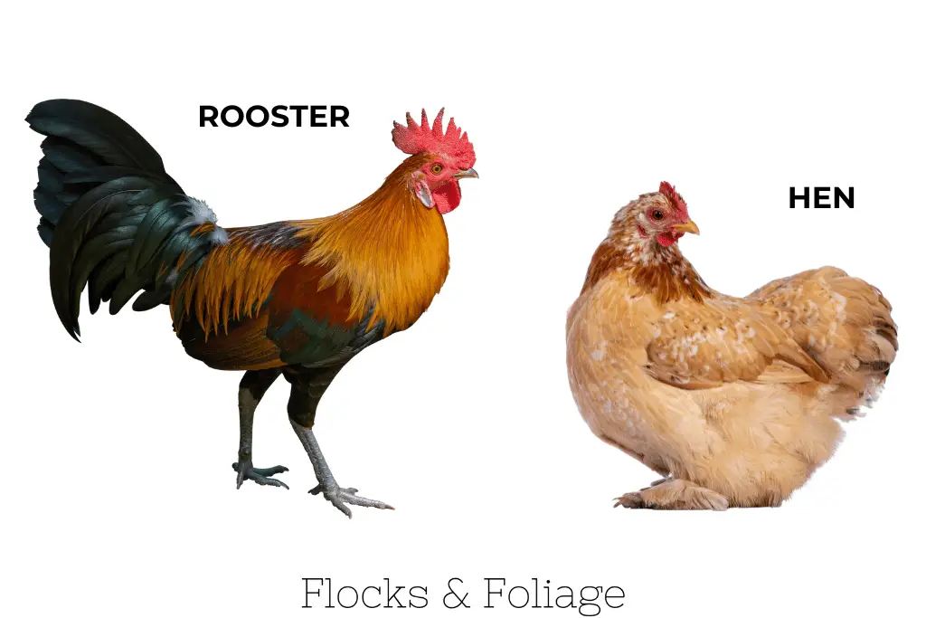 hen and rooster 