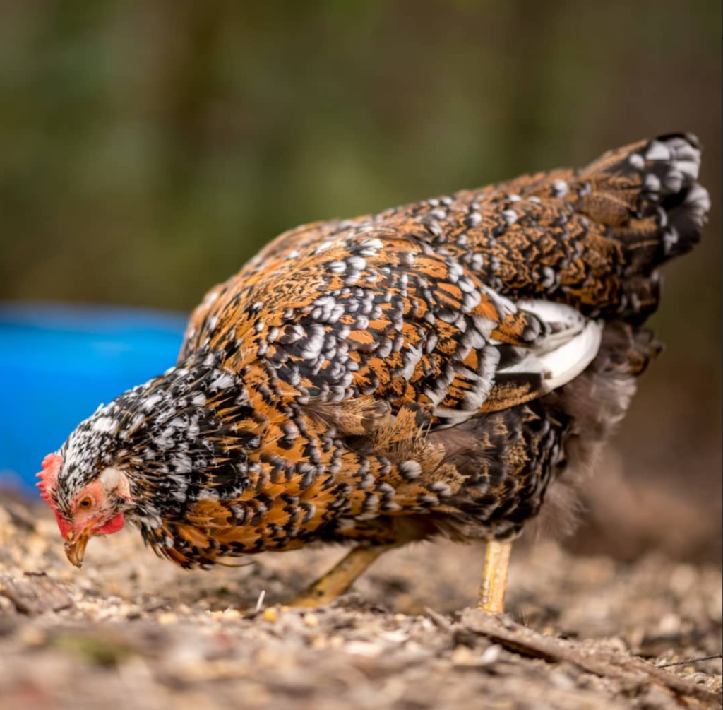 swedish flower hen eating