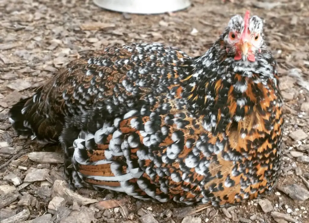 swedish flower hen chicken sitting