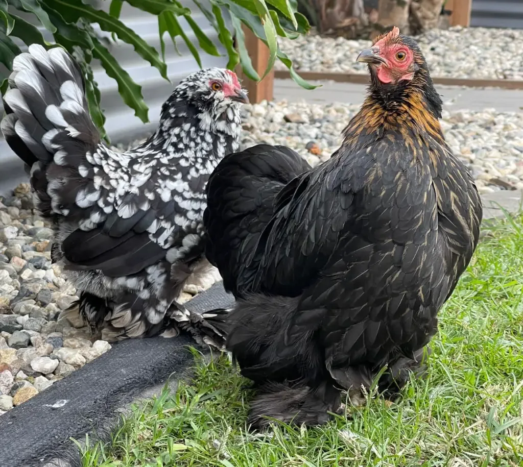 Two bantam chickens in the yard