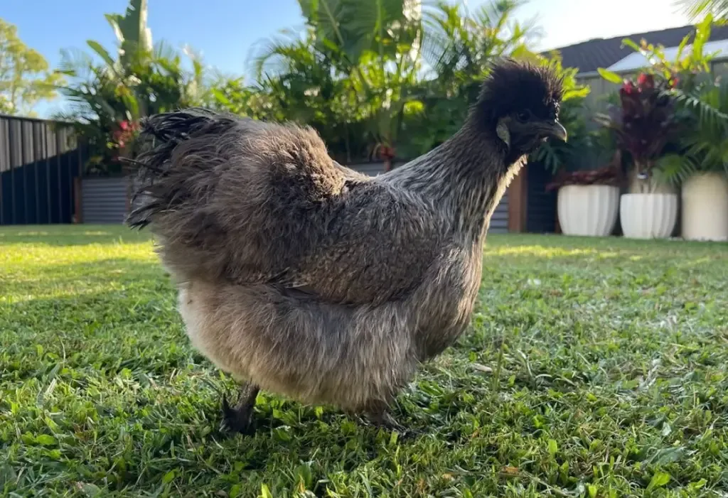 fully bantam chicken 