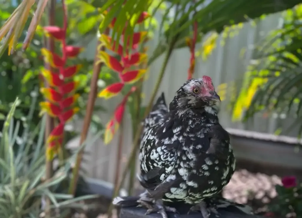 bantam chicken sitting