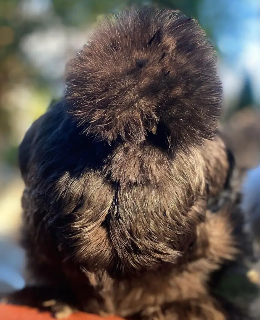 black silkie chicken in the sun