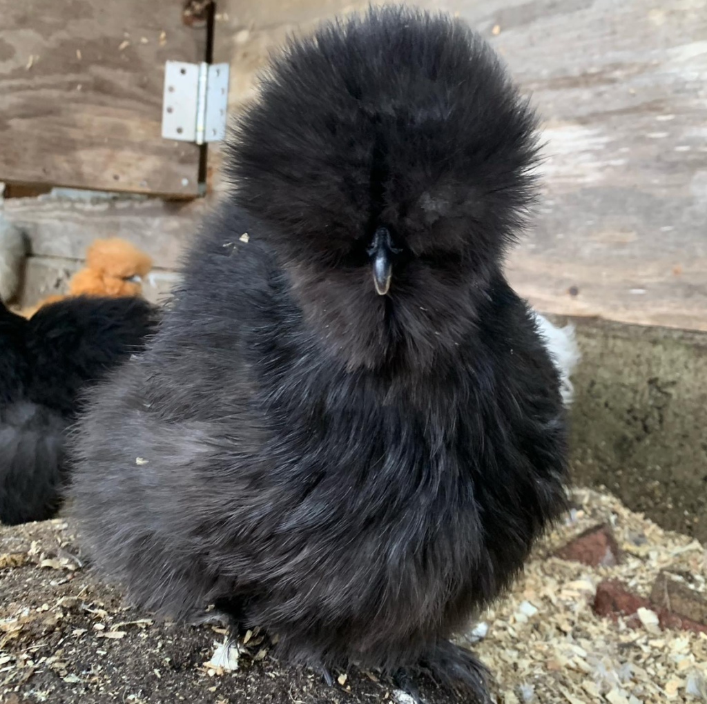 black silkie chicken