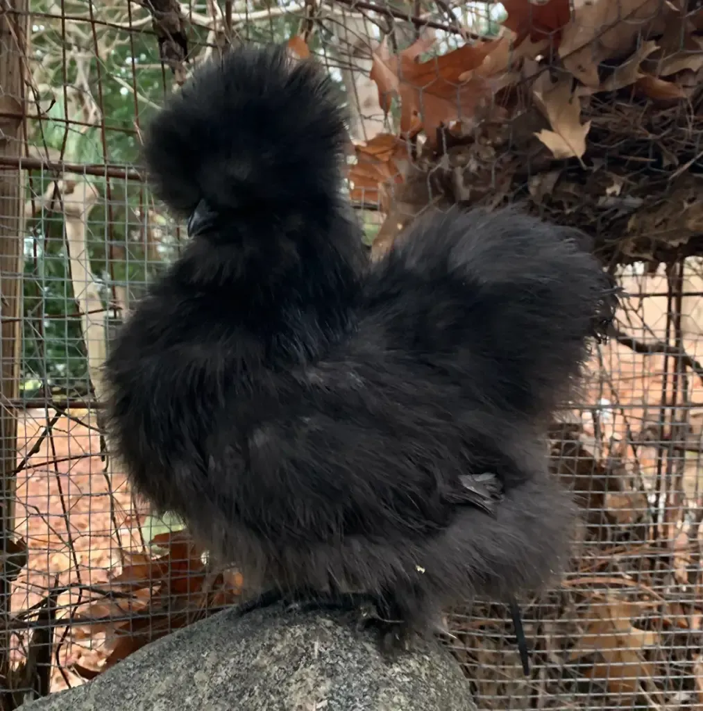 black silkie chicken outdoors