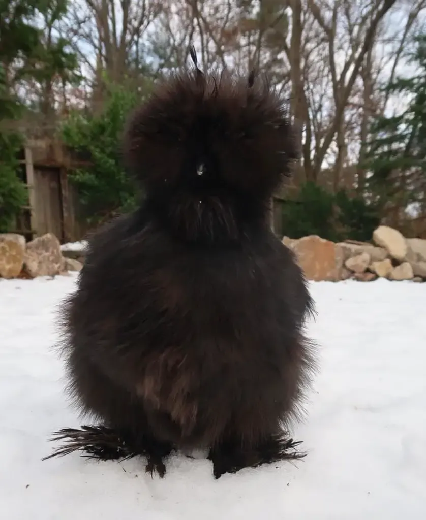 black silkie chicken in the snow
