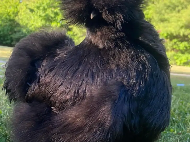 Black Silkie Chicken: A Complete Breed Guide