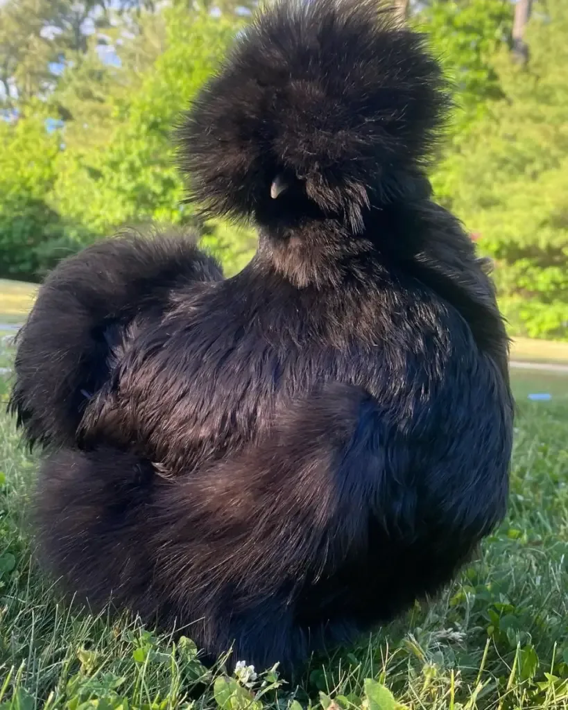 black silkie chicken standing outside 