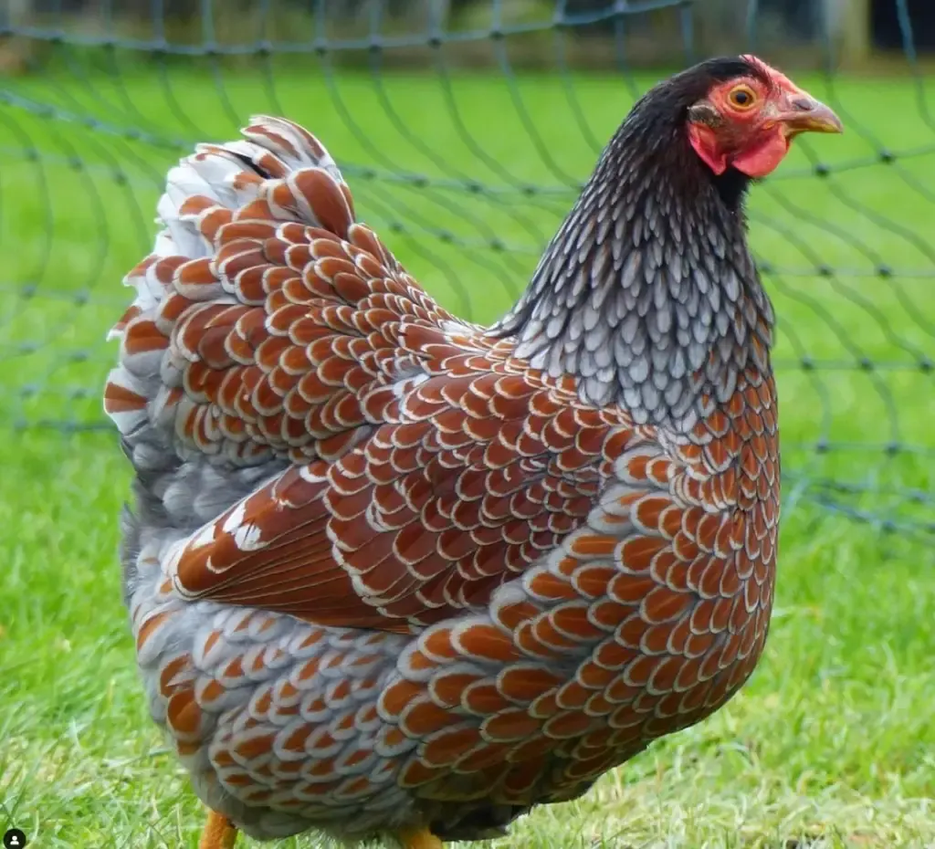 blue laced red wyandotte standing