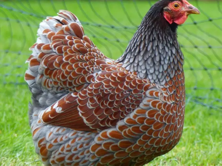 Blue Laced Red Wyandotte: A Guide to this Popular Chicken Breed