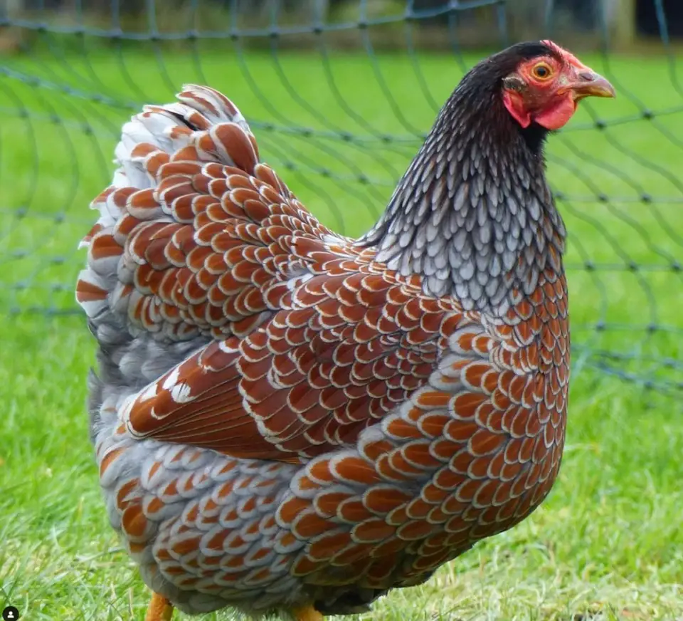 Blue Laced Red Wyandotte: A Guide to this Popular Chicken Breed ...