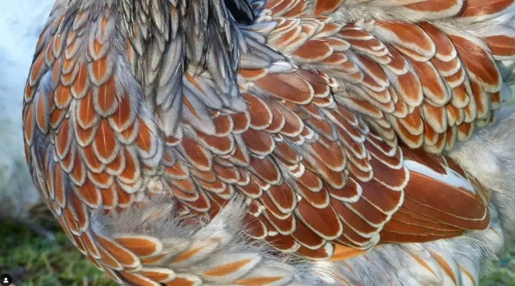blue laced red wyandotte feathers