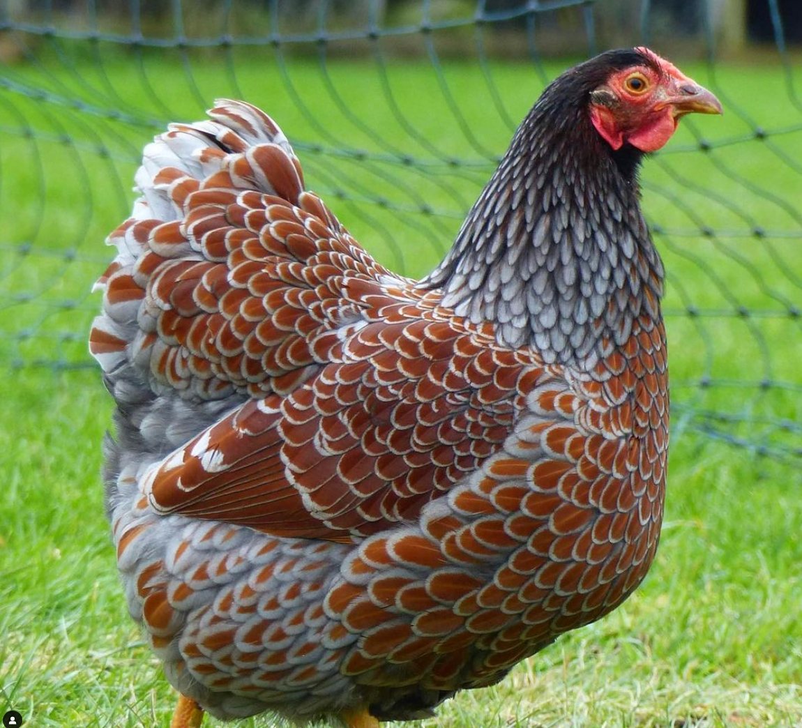 blue laced red wydanotte chicken