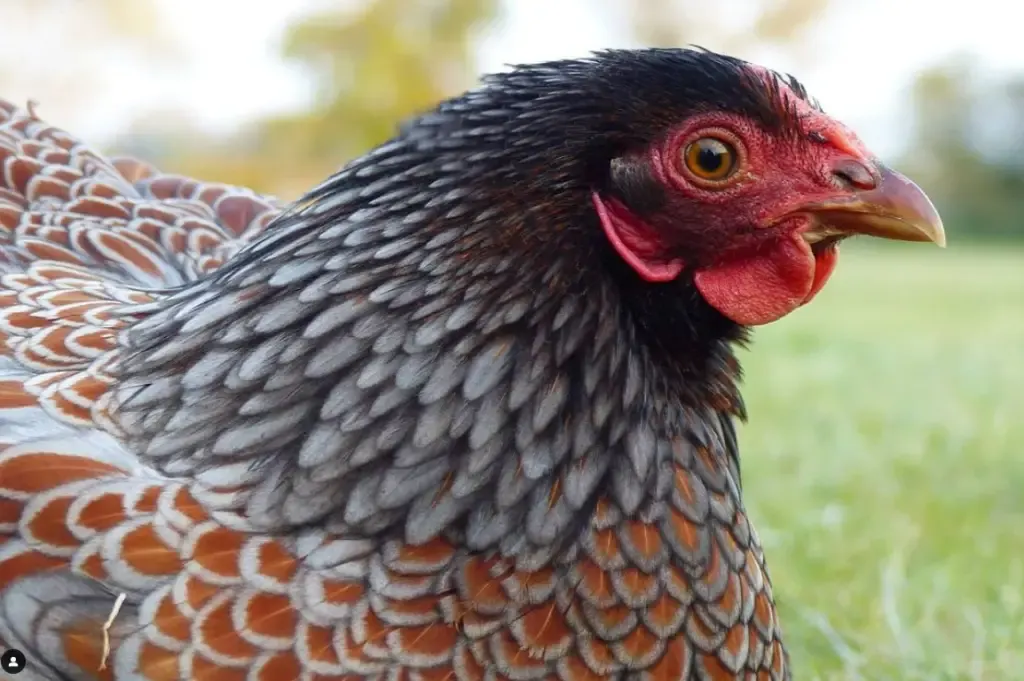 blue laced red wyandotte chicken face