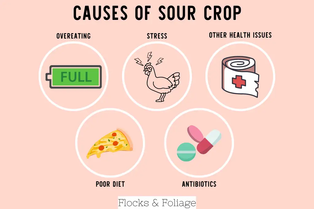 causes of sour crop in chickens