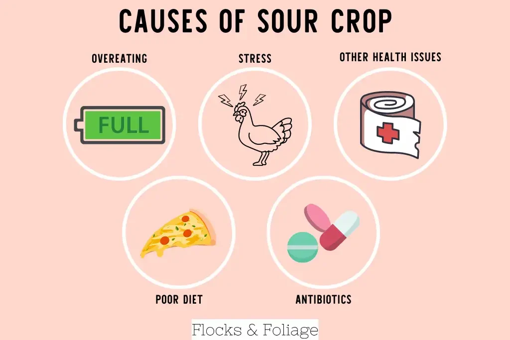 causes of sour crop in chickens