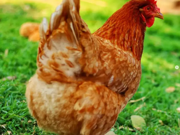 Lohmann Brown Chicken: A Complete Breed Guide